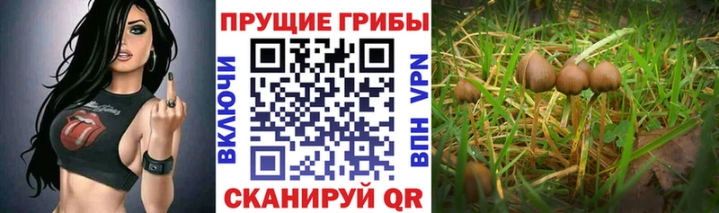 Галлюциногенные грибы Psilocybine cubensis  Купить  Зверево 